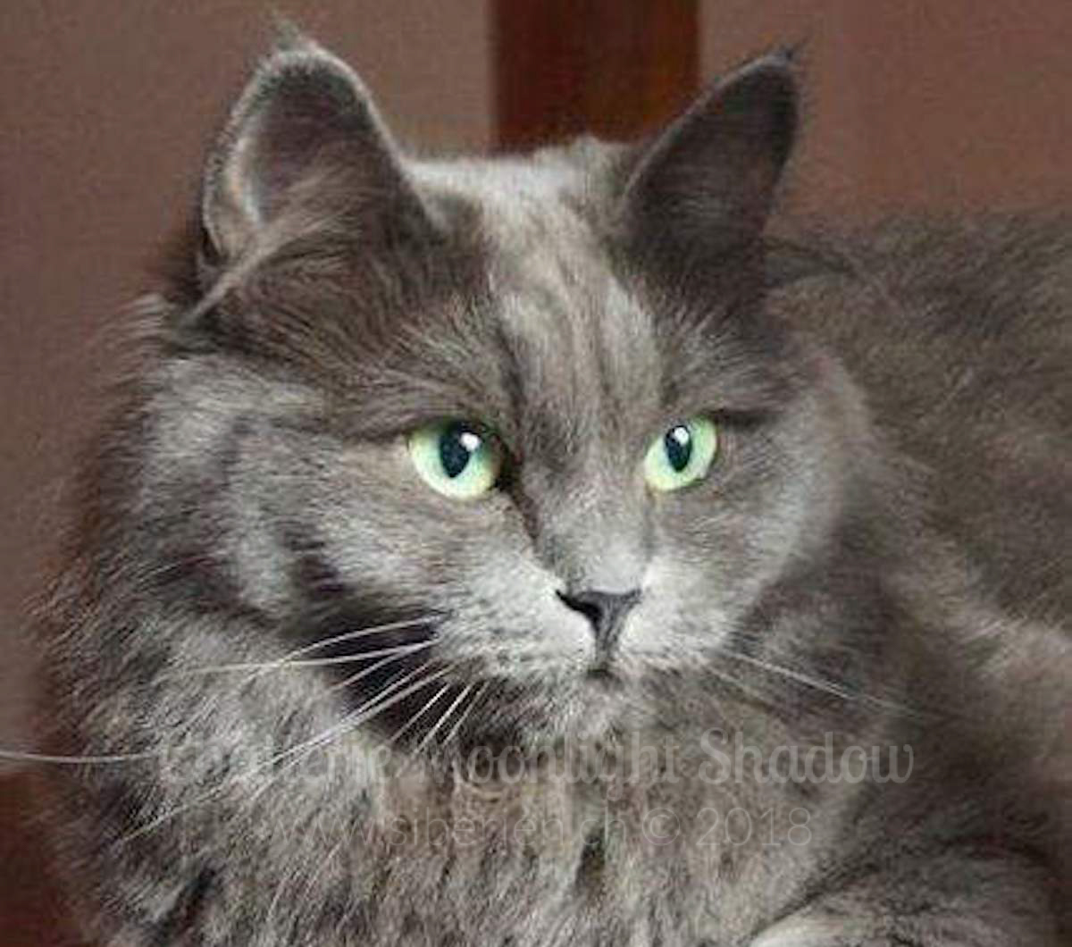 2-minuit-de-siberussi_watermarked