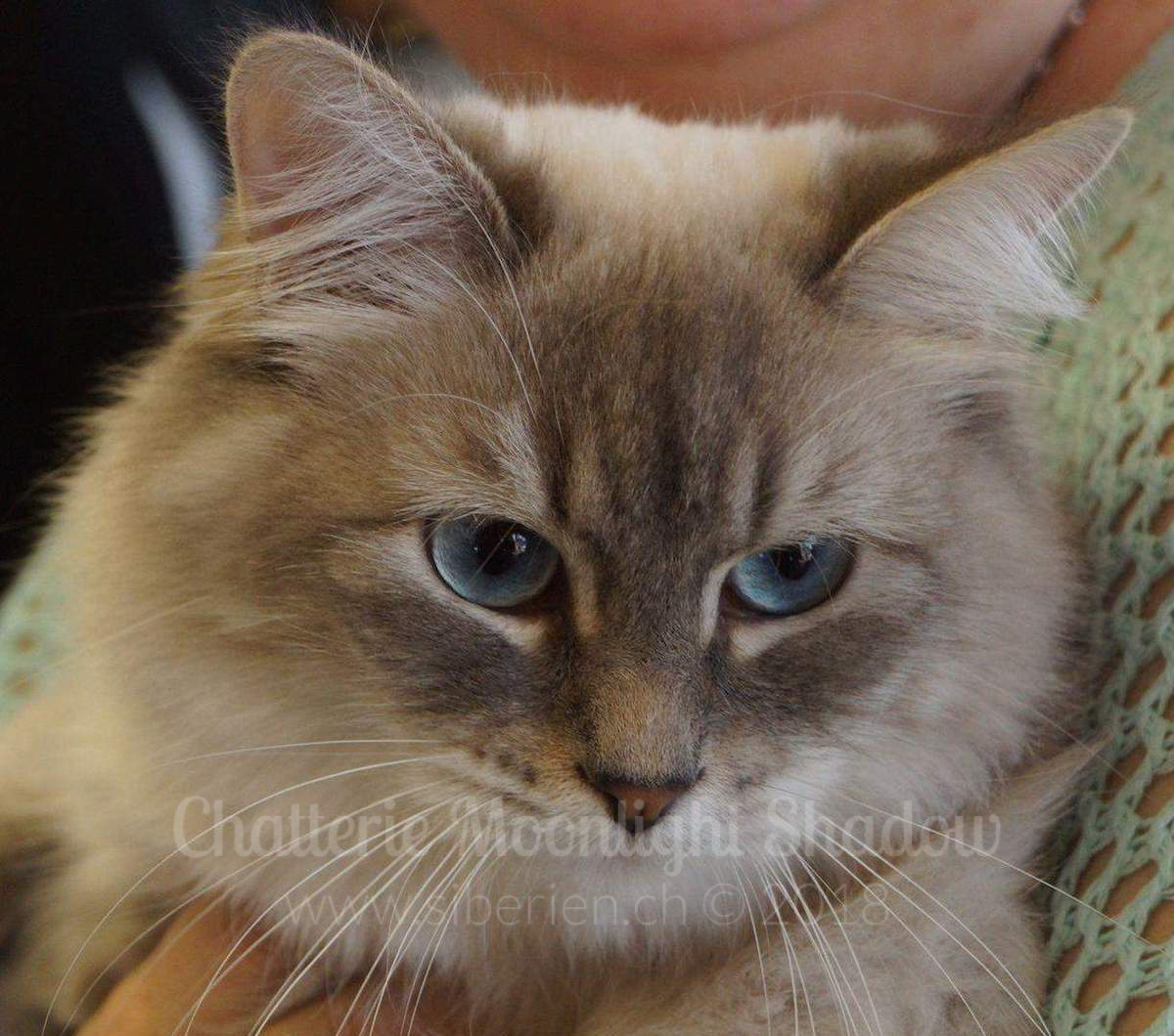 4-hope-sibirskaya-rapsodiya_watermarked