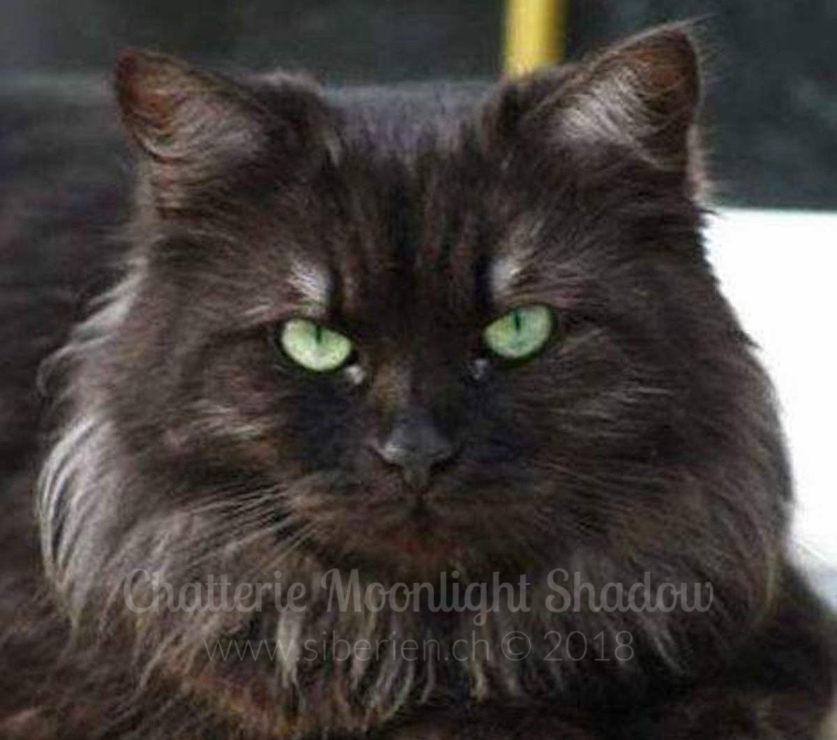 6-jaika-de-yarkisland_watermarked