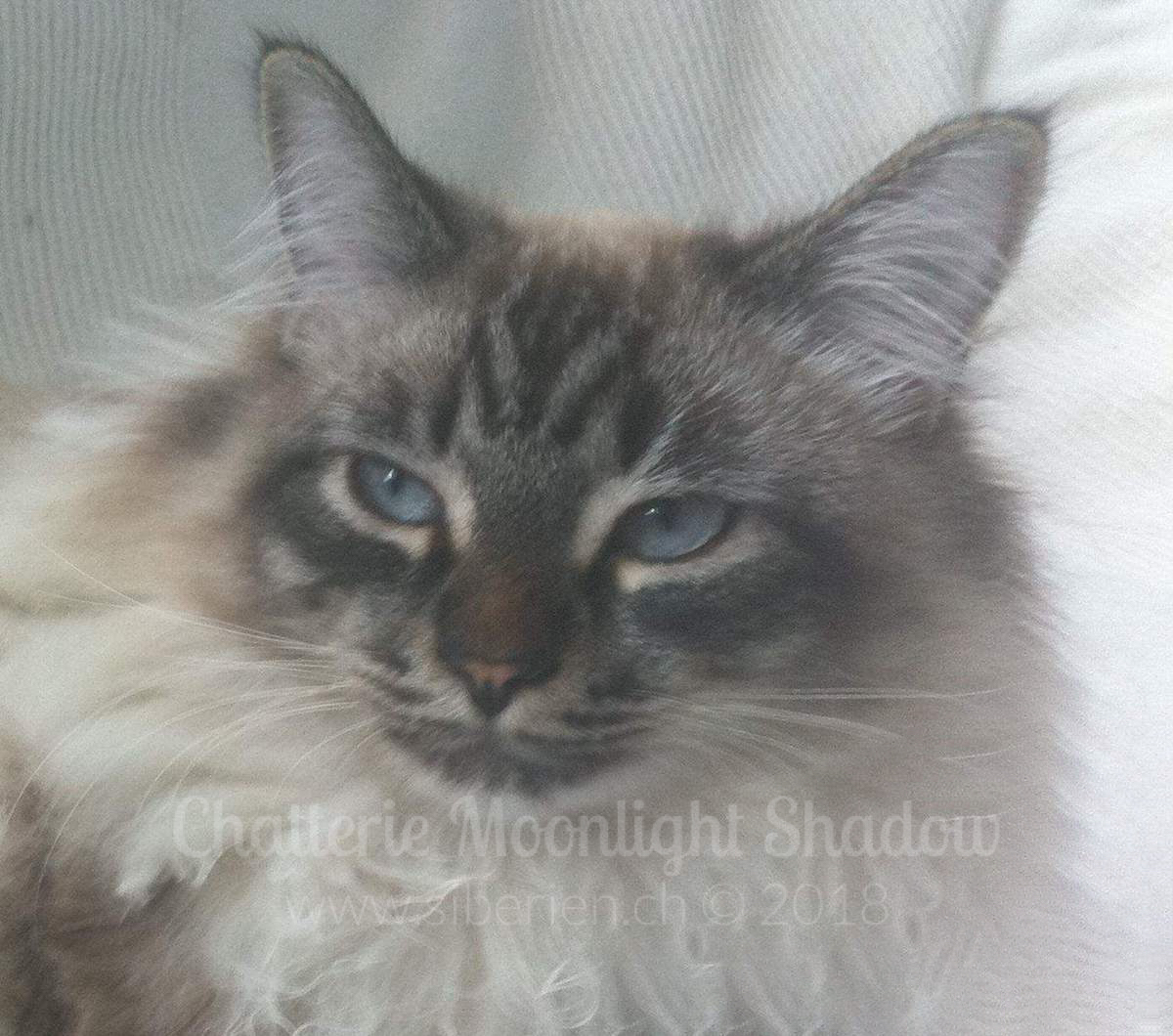 9-guizmo-d-aqua-marine_watermarked