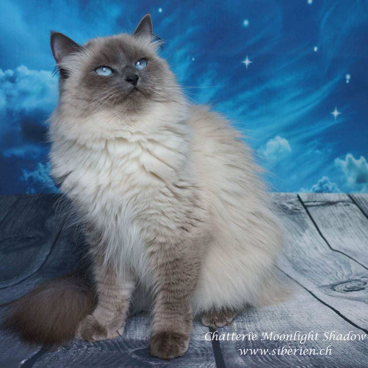 ch-nobilpazzi-babuska-moonlightshadow-2