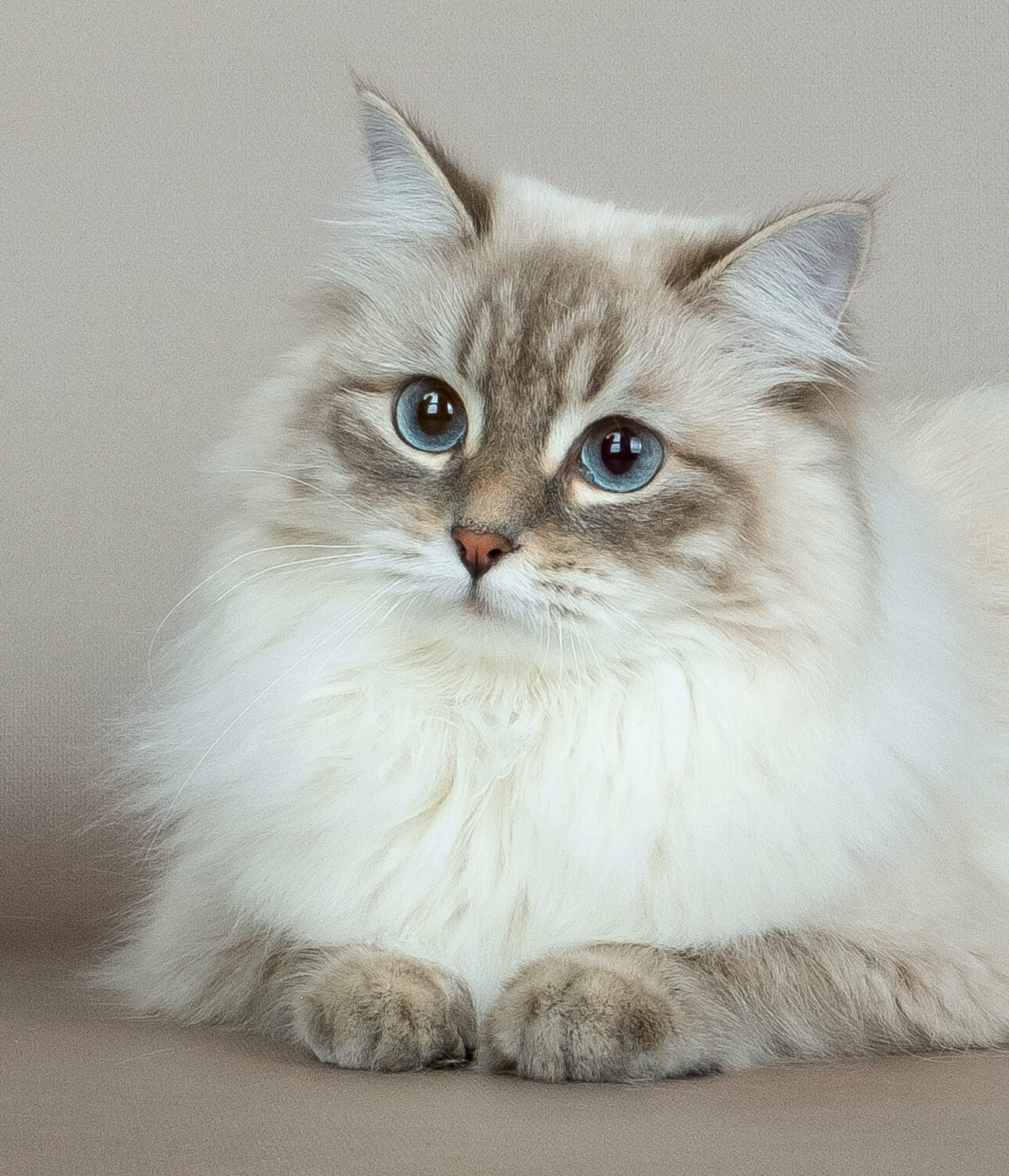 neva-masquerade-cat-blue-tabby-point