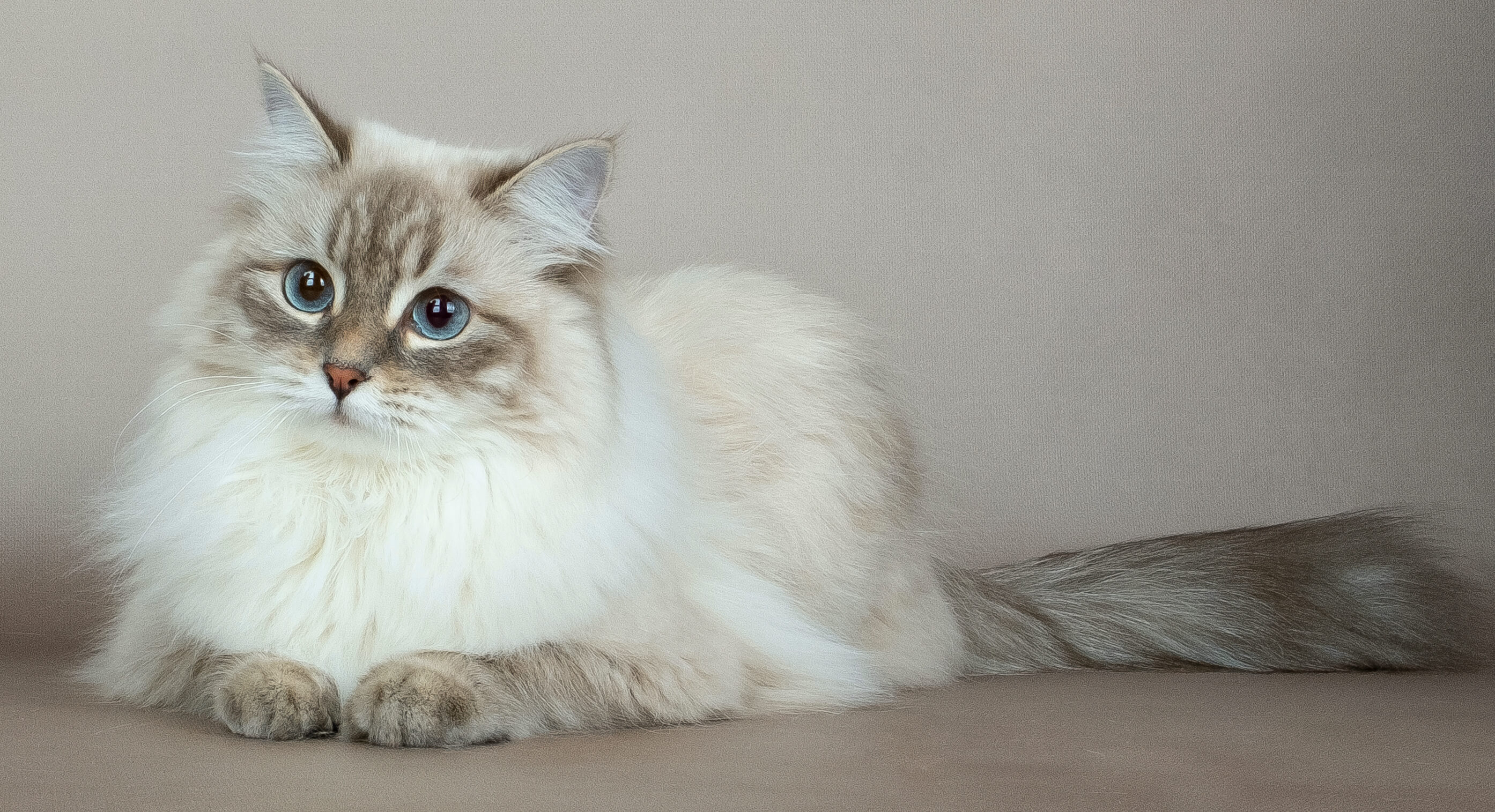 neva-masquerade-cat-blue-tabby-point