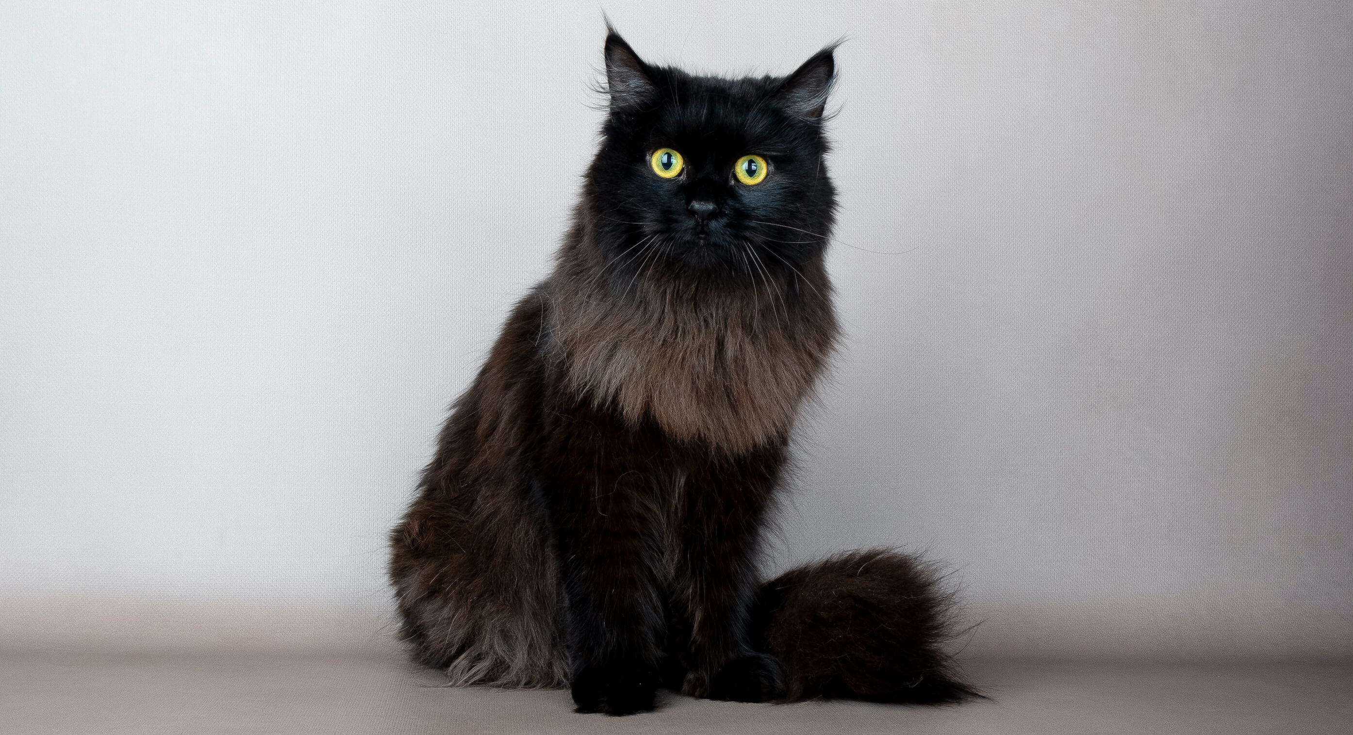 siberian-cat-black