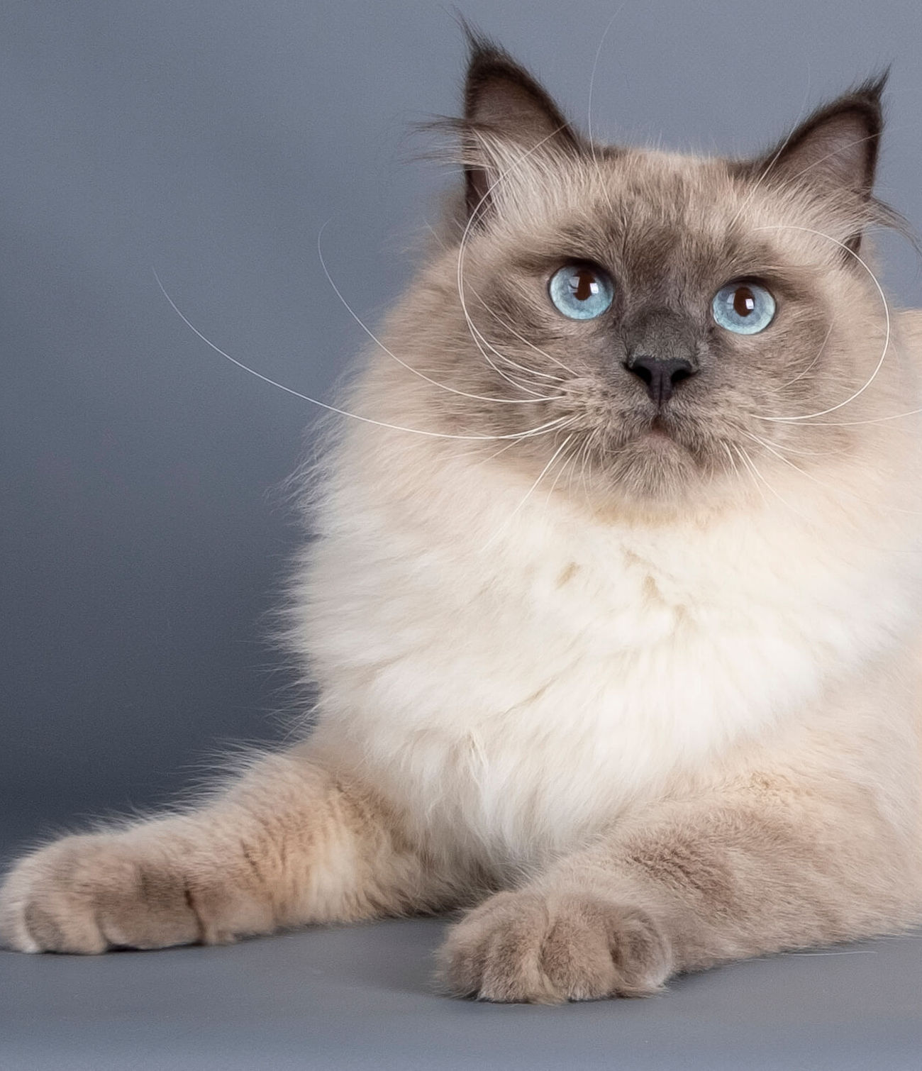 neva-masquerade-cat-blue-point