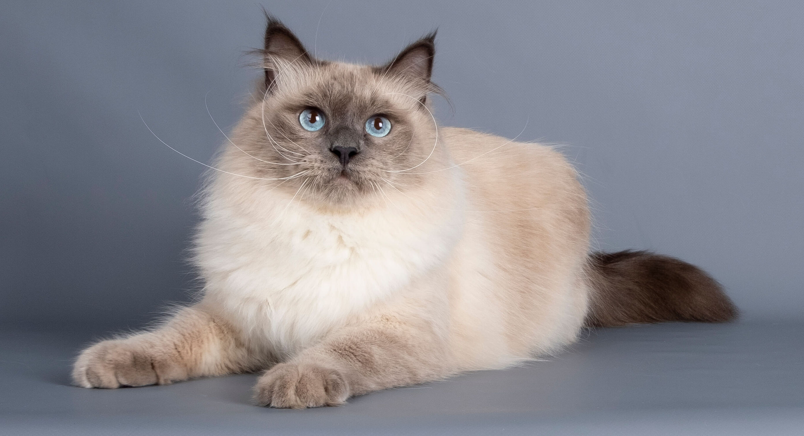 neva-masquerade-cat-blue-point