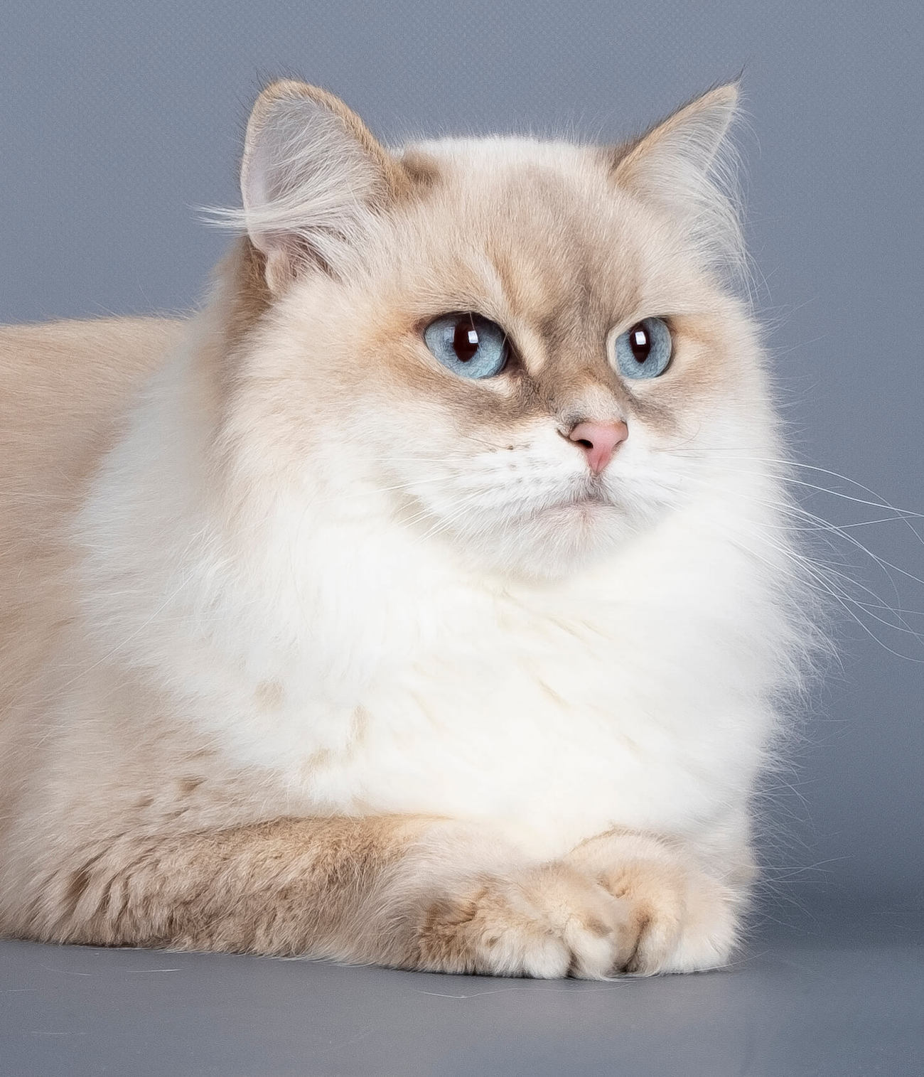 neva-masquerade-cat-sunshine-silver-tabby-point