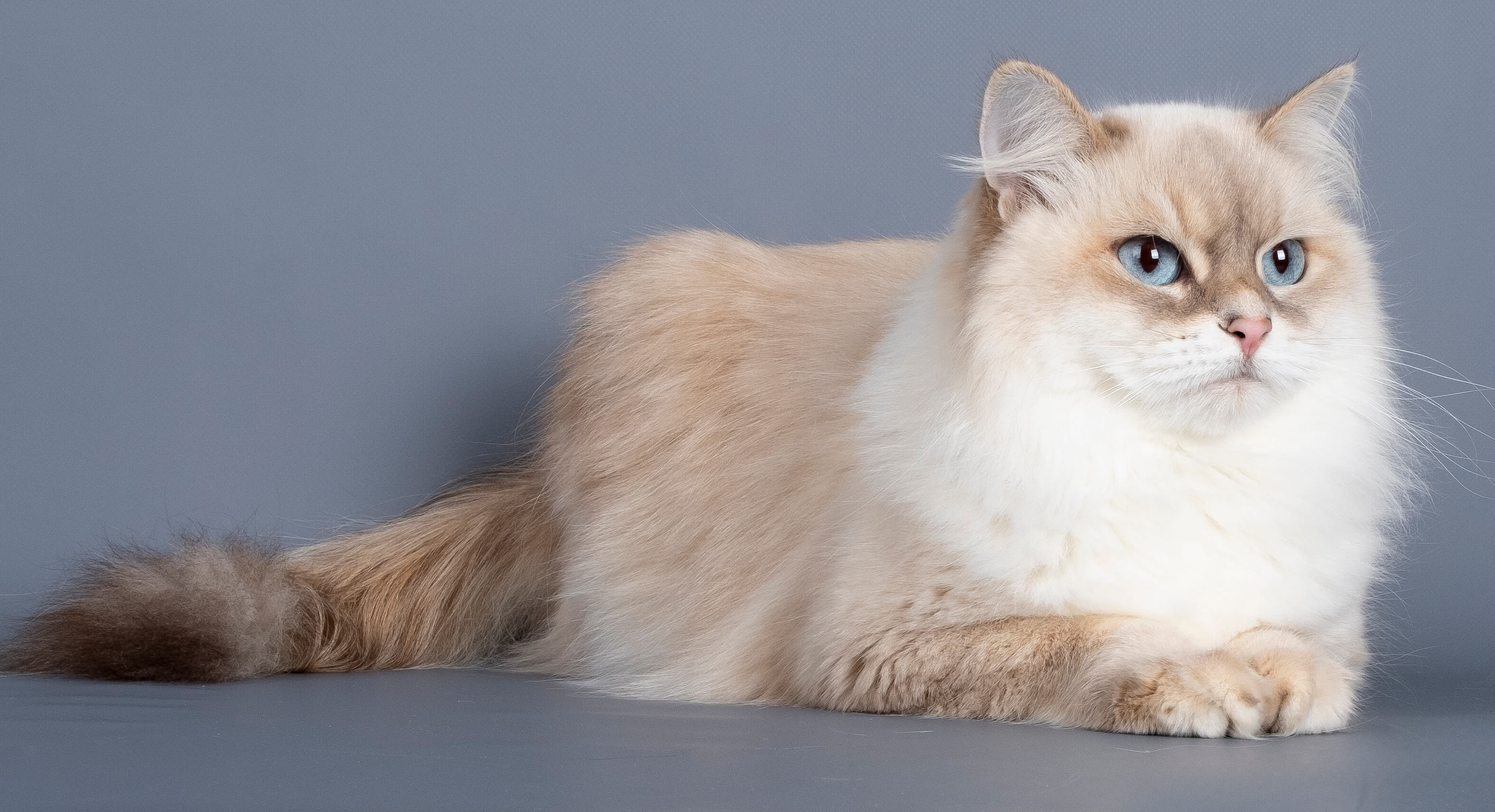 neva-masquerade-cat-sunshine-silver-tabby-point