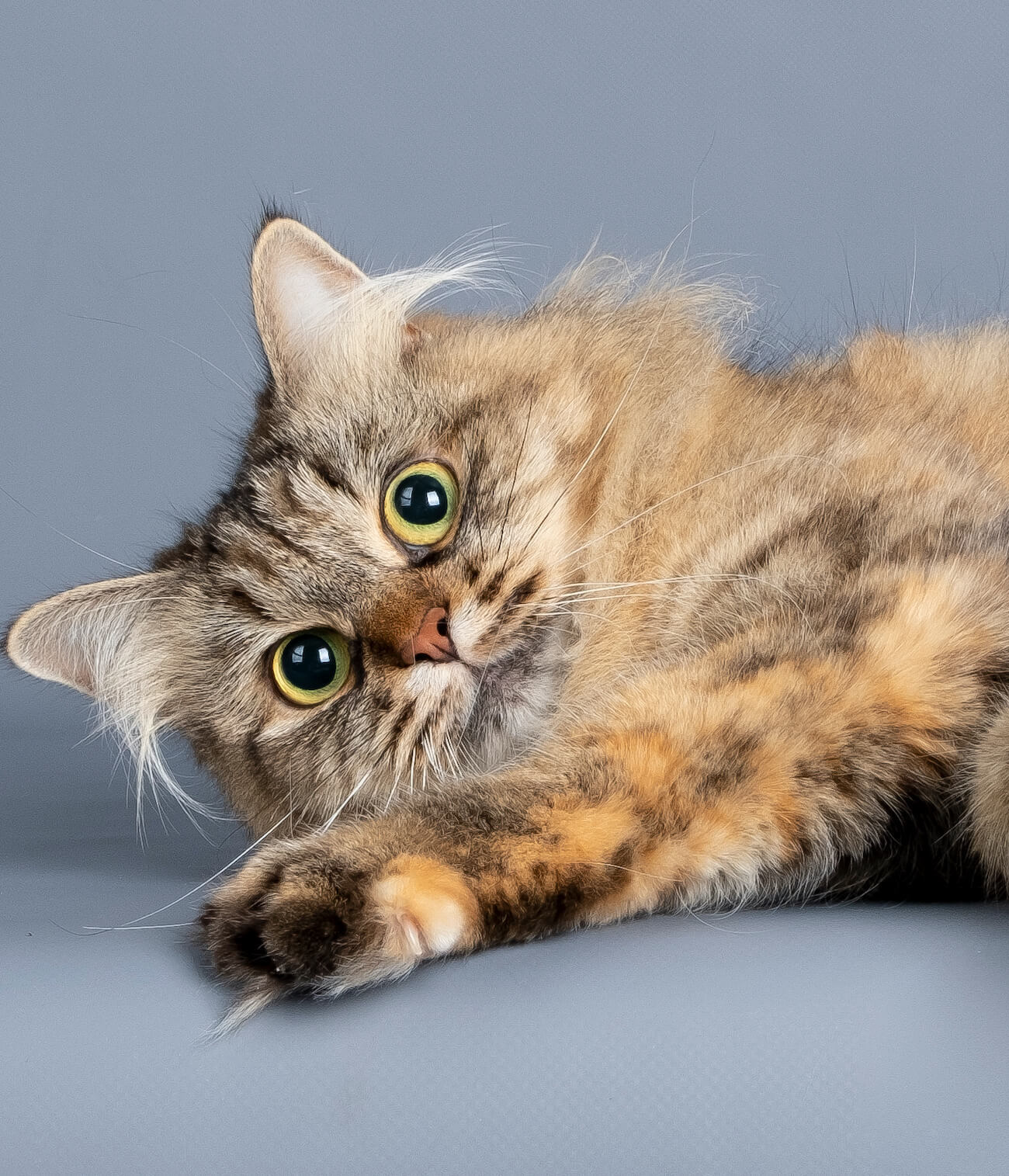siberian-cat-brown-tortie-mackerel-tabby