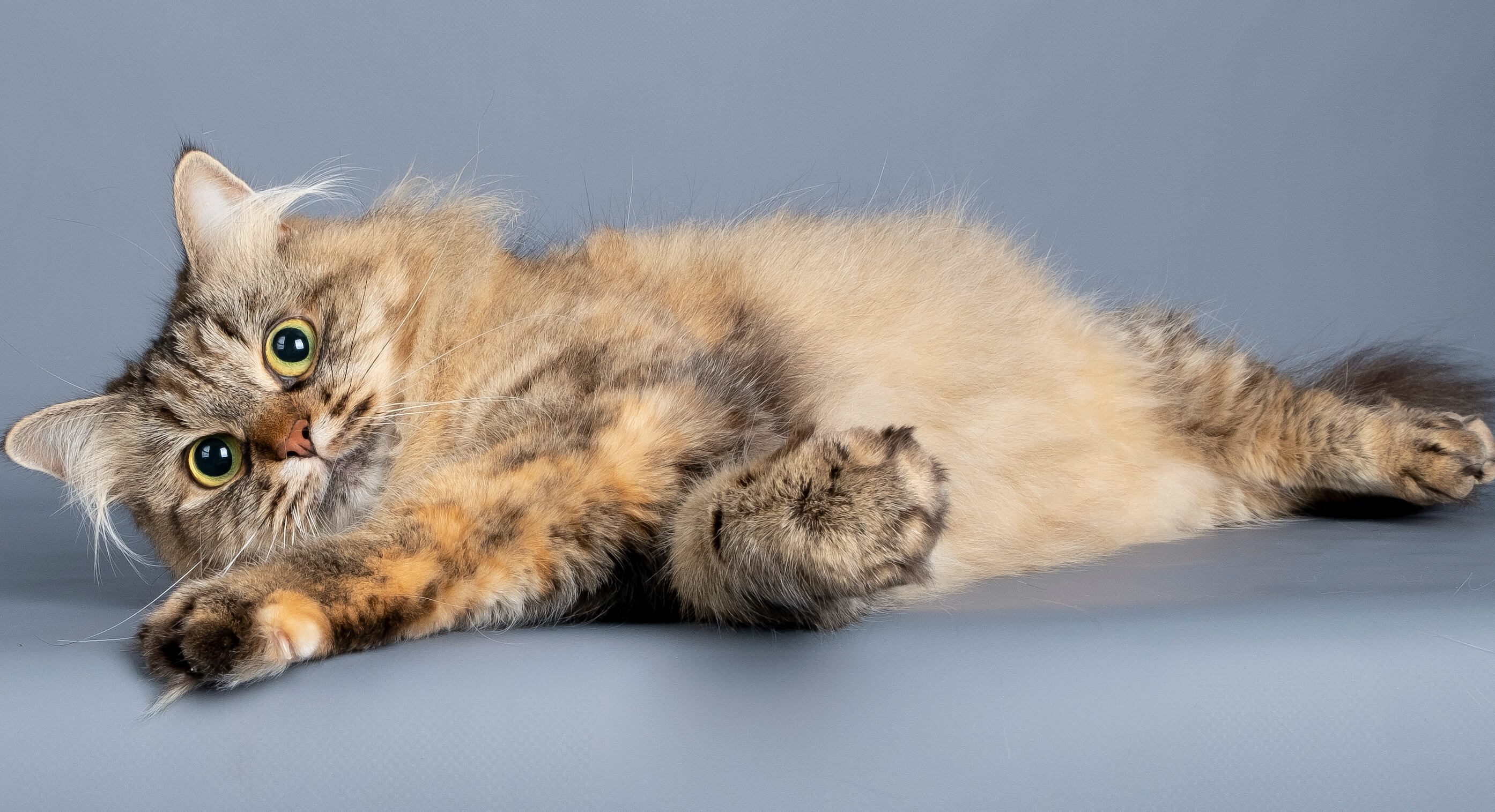 siberian-cat-brown-tortie-mackerel-tabby