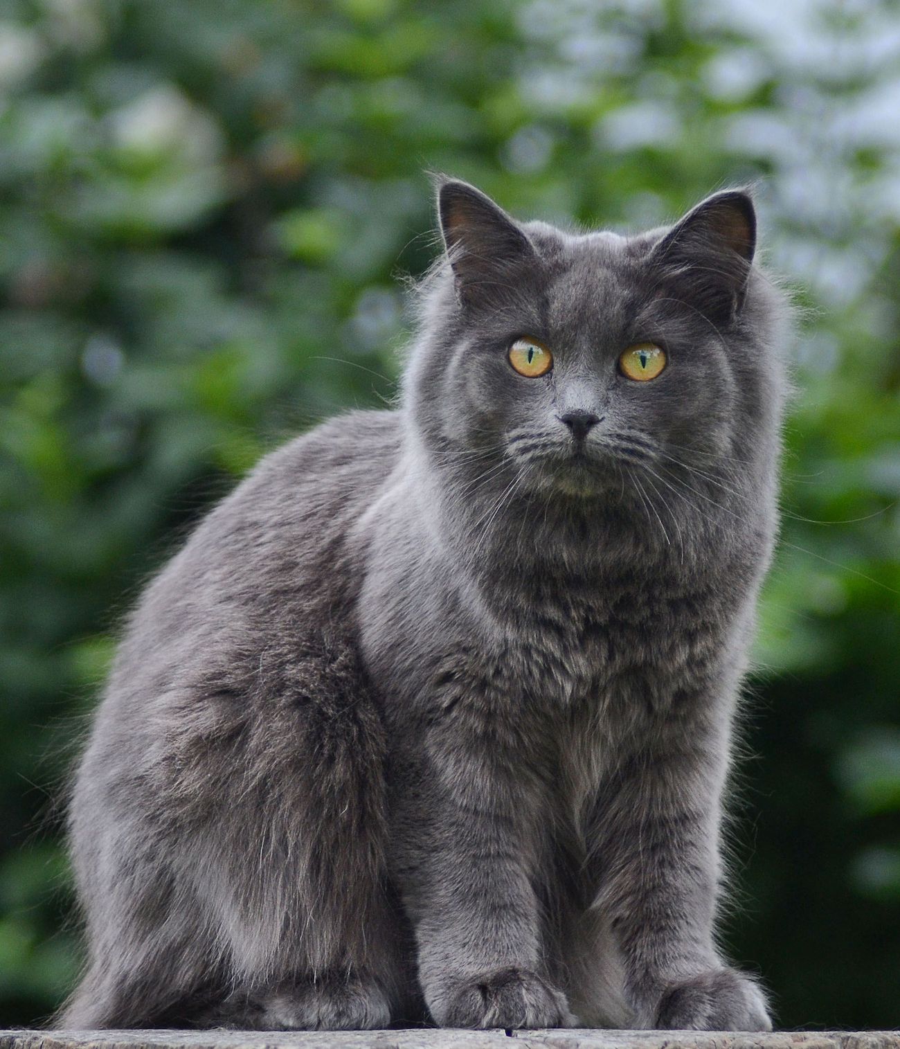 neva-masquerade-cat-red-tabby-point