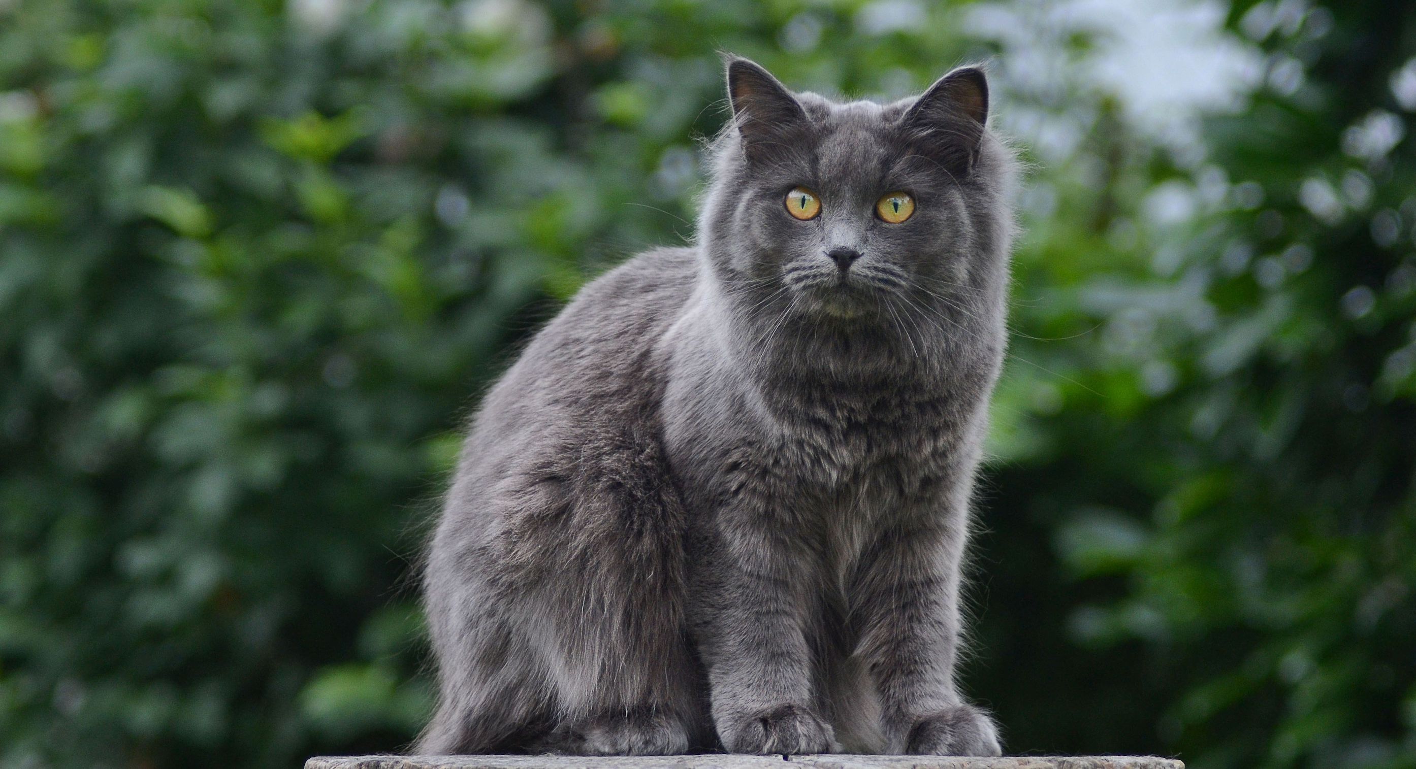 neva-masquerade-cat-red-tabby-point