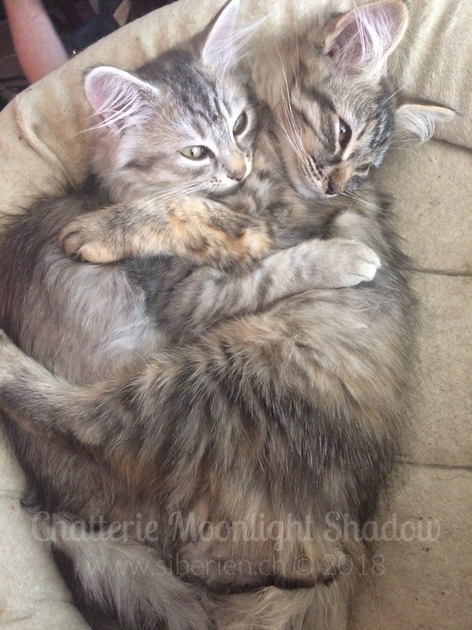 Allergie_watermarked