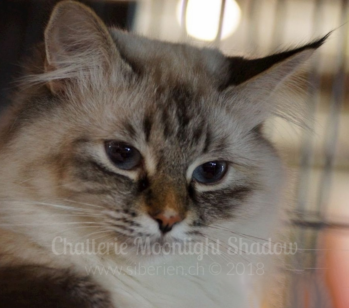 photo de Misty