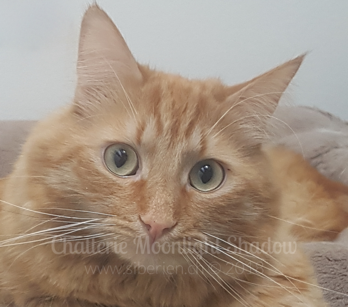 photo de Storm