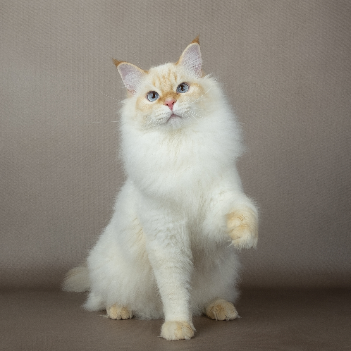 photo de Thor