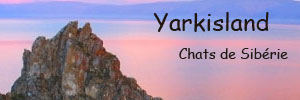 Yarkisland